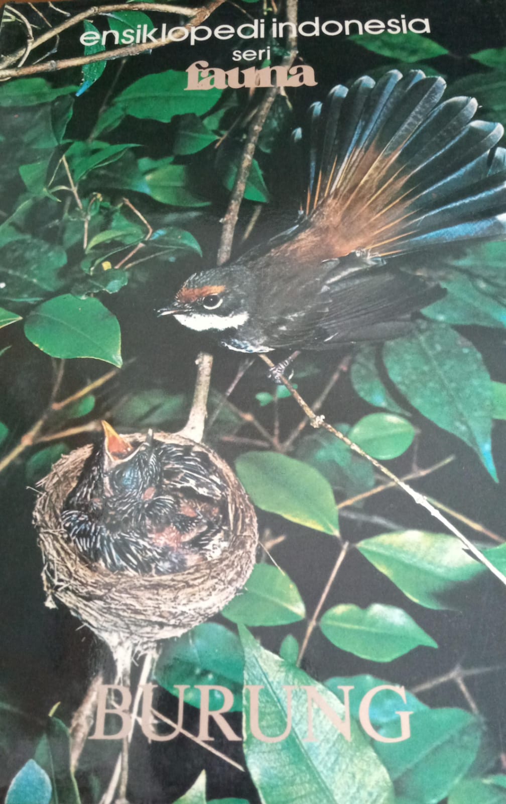 Ensiklopedi Indonesia Fauna ( Seri - Burung )